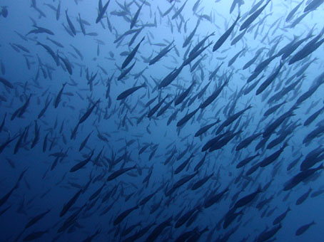 130908mikomoto2.jpg