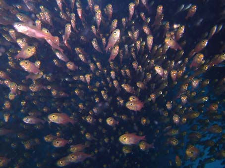 140501kumomi1.jpg