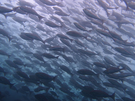 140712mikomoto1.jpg
