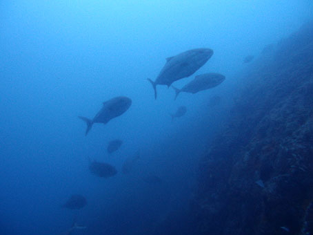 140719mikomoto5.jpg