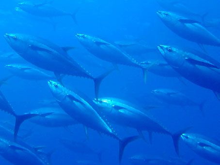 140902mikomoto1.jpg
