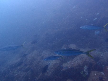 140921hagachi4.jpg