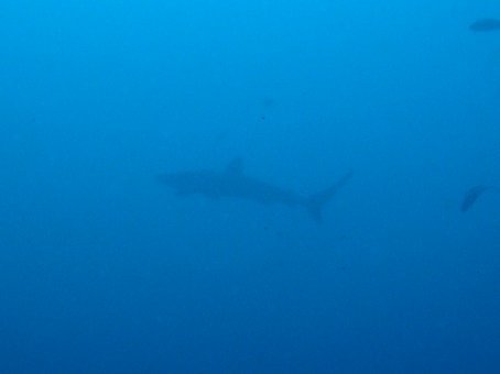 151025mikomoto05.jpg