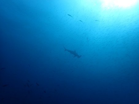 151117mikomoto03.jpg