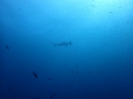 151117mikomoto04.jpg