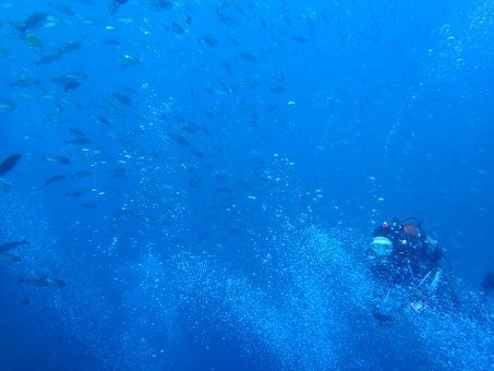 151121mikomoto05.jpg