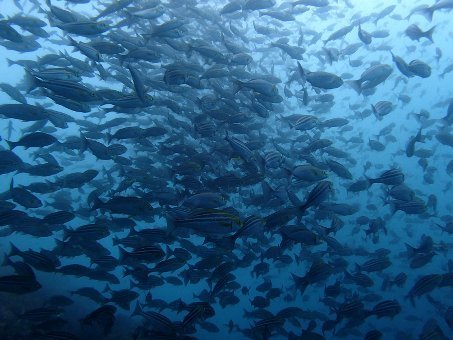 160508 mikomoto06.jpg