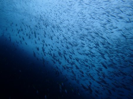 160709mikomoto01.jpg
