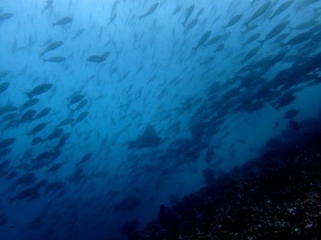 160710mikomoto09.jpg