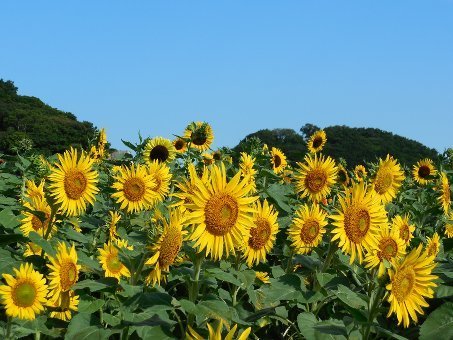 160804tago01.jpg