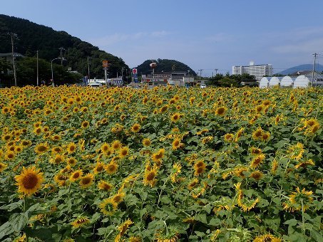 160815toi07.jpg