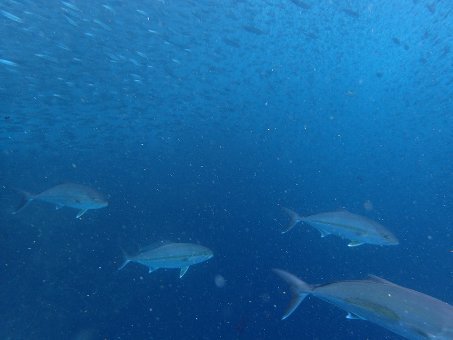 160821mikomoto05.jpg