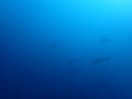 161120mikomoto01.jpg