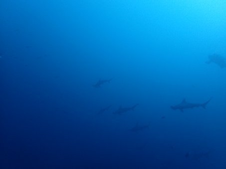 161120mikomoto02.jpg