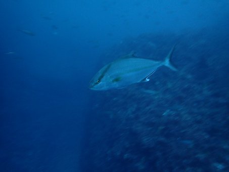 161123mikomoto06.jpg