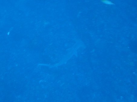 161128mikomoto02.jpg