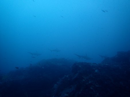 161128mikomoto03.jpg