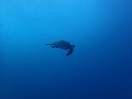 161228mikomoto05.jpg