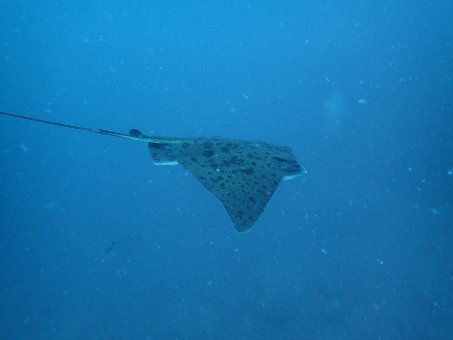 170506mikomoto05.jpg