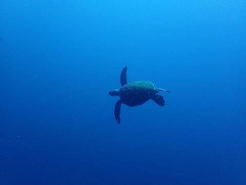 170731mikomoto07.jpg