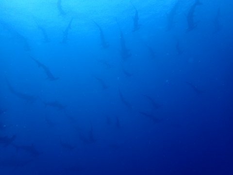 170731mikomoto10.jpg
