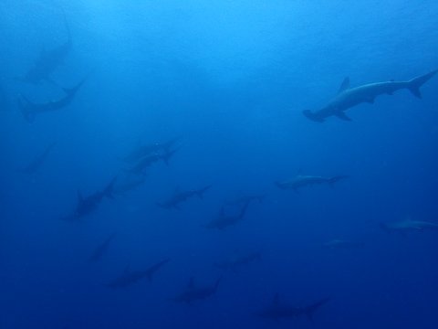 170731mikomoto13.jpg