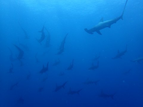 170731mikomoto14.jpg