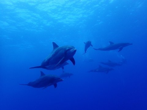 1707ogasawara08.jpg
