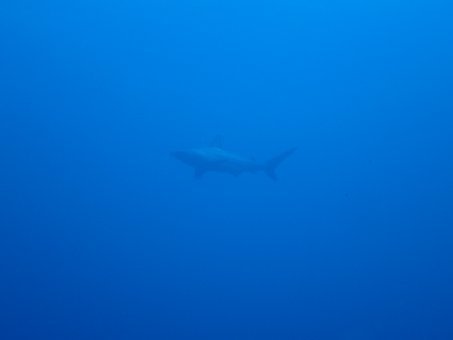 170909mikomoto05.jpg