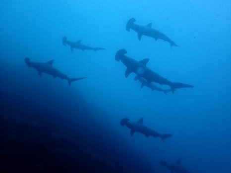170911mikomoto02.jpg