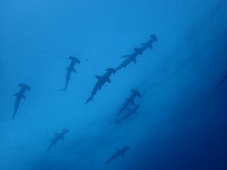 170911mikomoto04.jpg