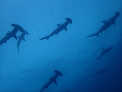 170911mikomoto05.jpg