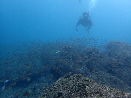 170917tago02.jpg