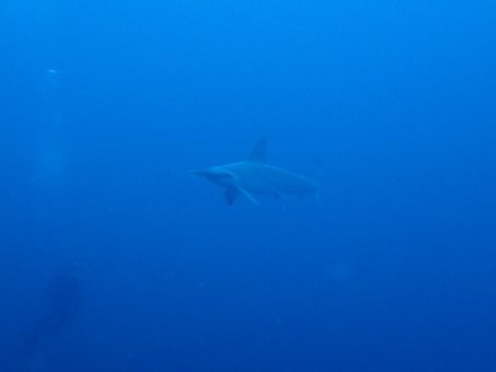 171013mikomoto01.jpg