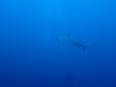 171013mikomoto02.jpg