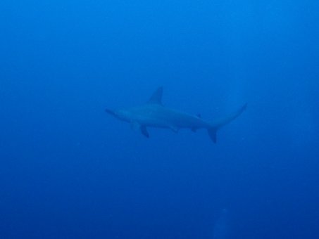 171013mikomoto03.jpg