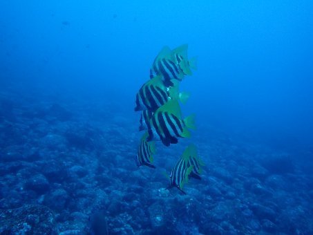 171013mikomoto04.jpg