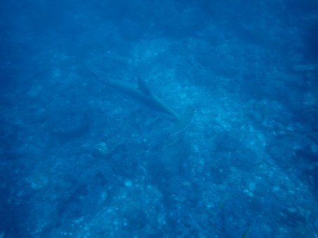 171105mikomoto02.jpg
