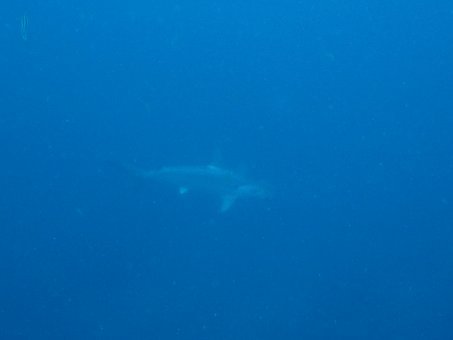 171105mikomoto07.jpg