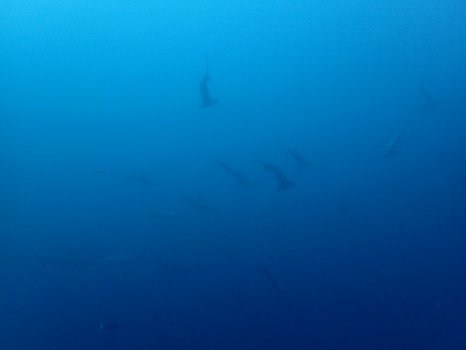 171112mikomoto01.jpg