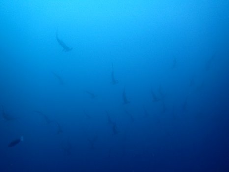 171112mikomoto02.jpg