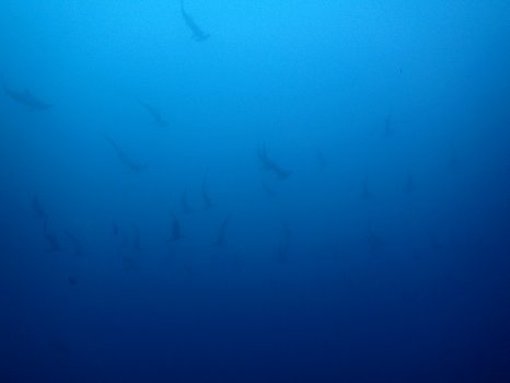 171112mikomoto03.jpg