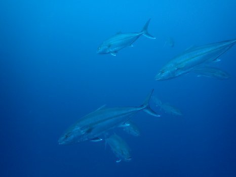 171112mikomoto05.jpg