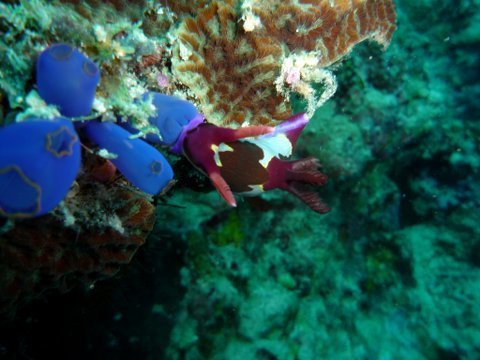 1801bohol06.jpg