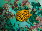 20110330koganematsu.jpg
