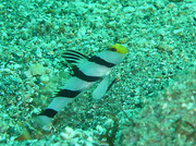 20110330koganeneji.jpg