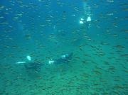 20110405divers.jpg