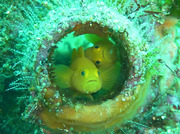 20110405mijinbeni.jpg