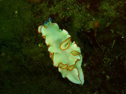 20110413awashima.jpg