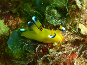 20110413pika.jpg